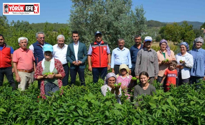 Bozdoğan’da turşuluk kardolua biber çeşidinin ilk hasadı yapıldı