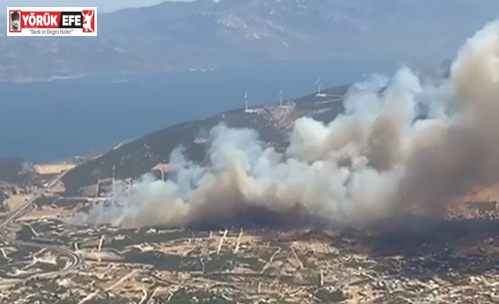 Didim’de makilik alanda yangın