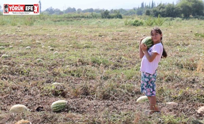 Fiyatlar düşünce karpuz tarlada kaldı