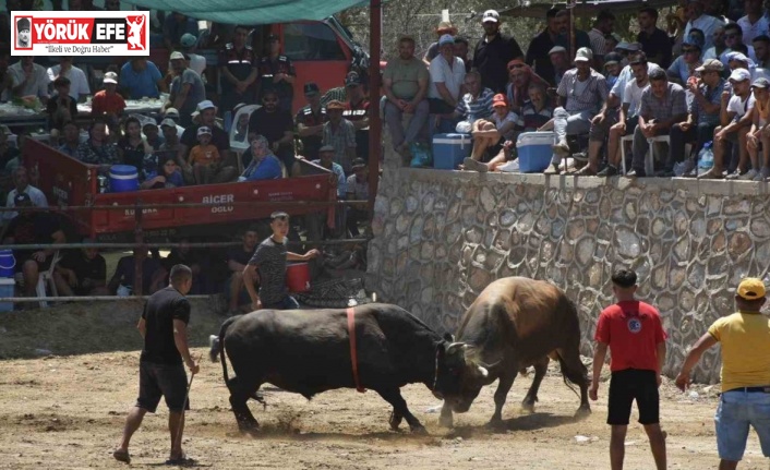 Germencik’te boğalar SMA’lı Linda bebek için güreşti