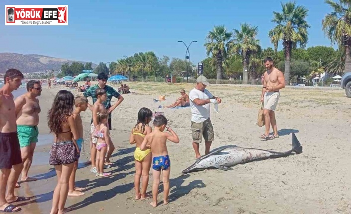 Kuşadası’nda ölü yunus sahile vurdu