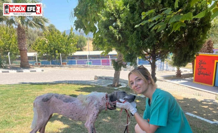 Kuşadası’nda orman yangınından kurtarılan köpek sağlığına kavuştu