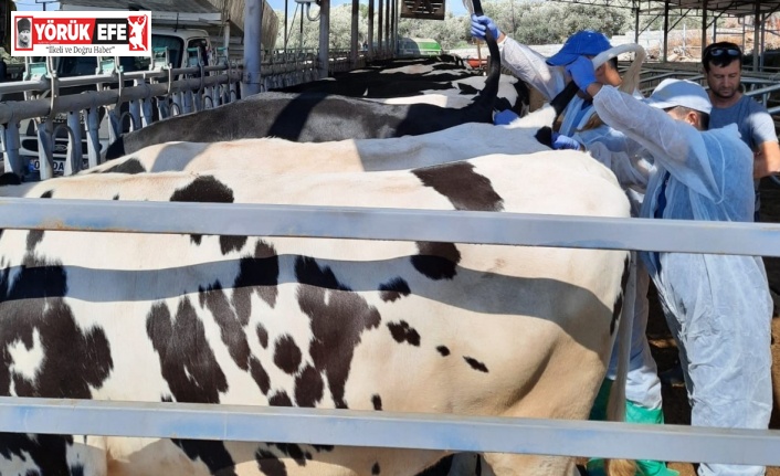 Kuyucak’ta hayvan sağlığı için kan örnekleri alındı