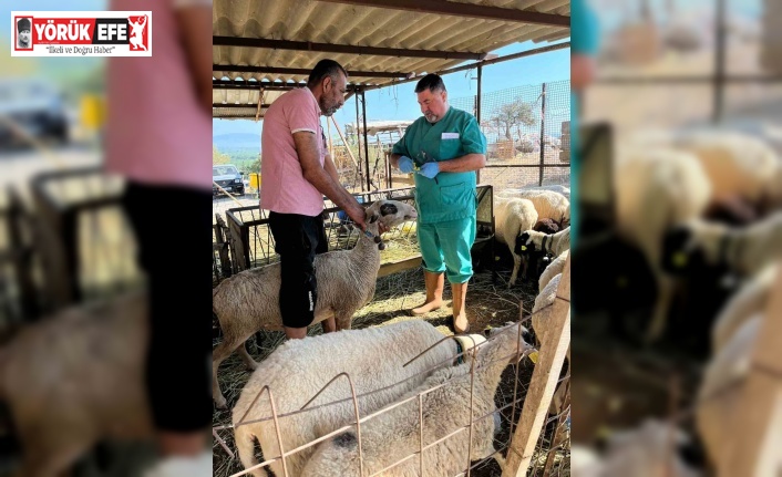 Söke’de büyükbaş hayvanların aşılanması devam ediyor