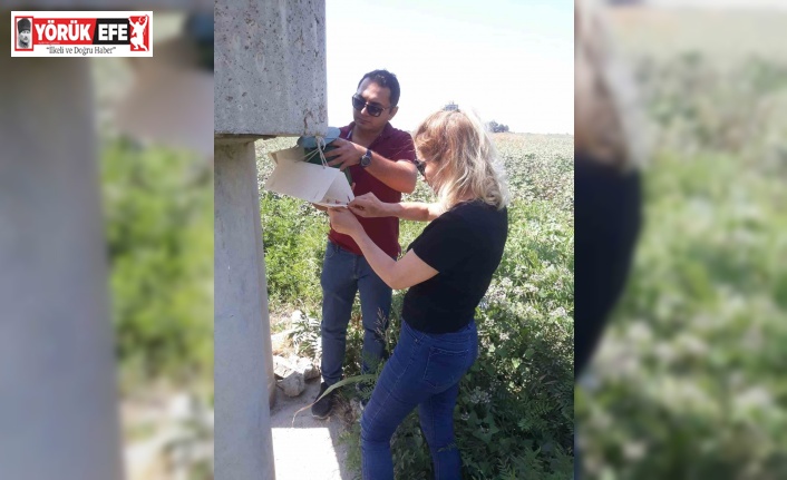 Söke’de zeytin sineği ve yeşil kurt kontrolleri yapıldı