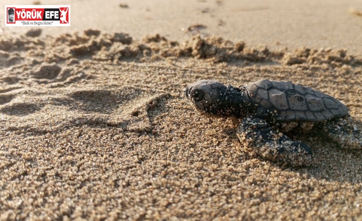 Yumurtalarından çıkan 260 yavru caretta özgürlüğe kulaç attılar