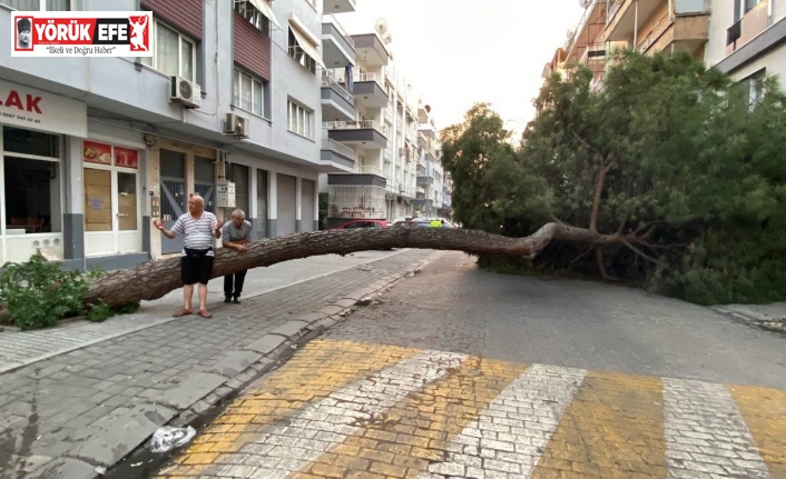 20 metrelik çam ağacı yola devrildi, facianın eşiğinden dönüldü