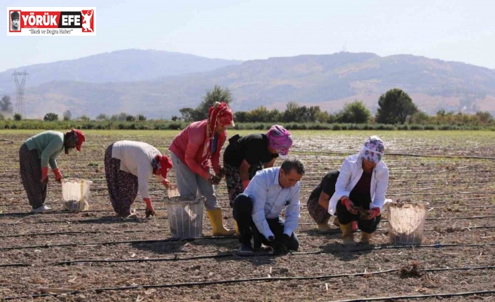 Başkan Yetişkin enginar fidelerini toprakla buluşturdu