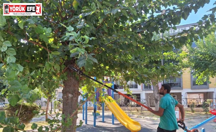 Efeler’de ağaç budama çalışmaları sürüyor