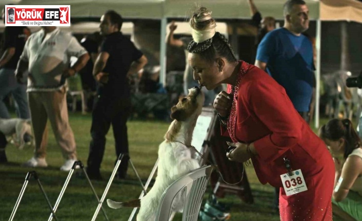 Kuşadası’nda renkli köpek şöleni: ’International Dog Show’ sona erdi