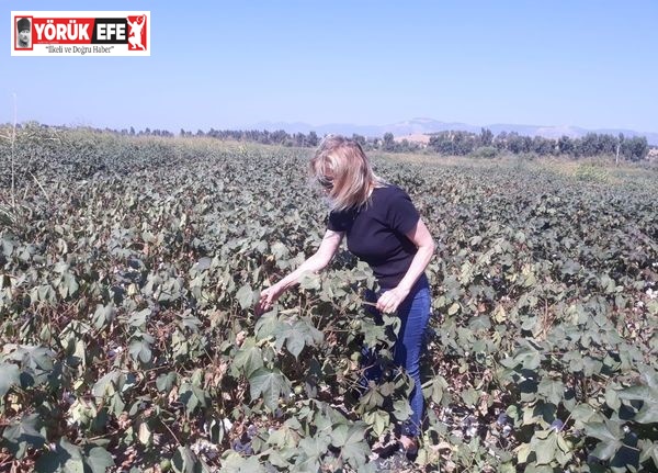 Söke’de yağlı tohumlu bitkilerde destekleme tespitleri devam ediyor