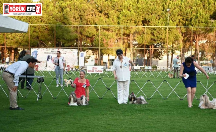 Yarışmaya katılan köpekler dikkat çekti