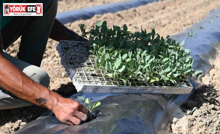 Adabahçe bu kış da sofralara lezzet ve bereket katacak