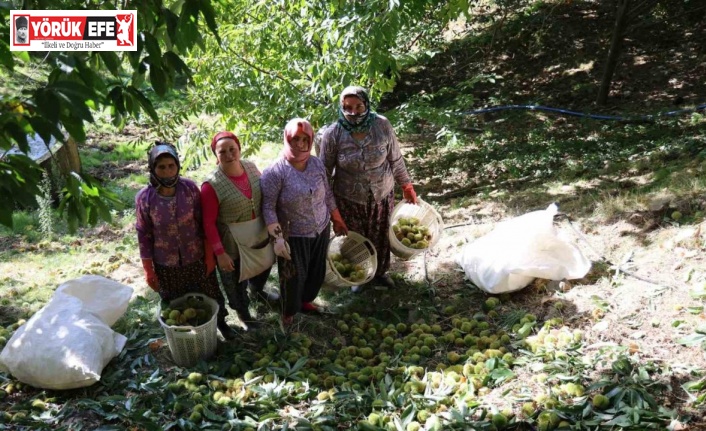 Aydın dağlarında kestane hasadı telaşı başladı