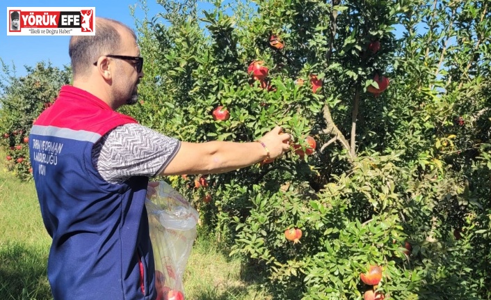 Aydın’da pestisit kalıntı analizi için nar numuneleri alındı