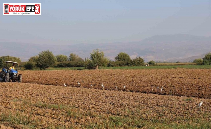 Aydın’da su kuşları, çiftçilerin tarladaki yoldaşı oluyor