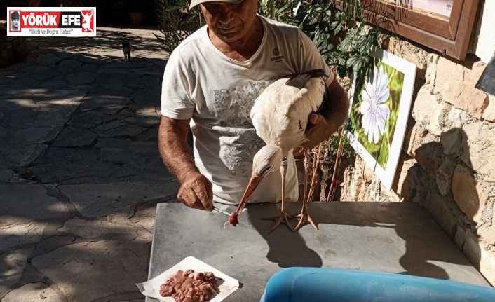 Bulgaristan’dan Kuşadası’na gelen yaralı leylek tedavi edilip, doğaya salındı