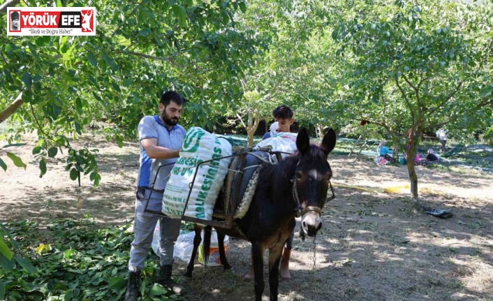 Cevizin tarladan sofraya zorlu yolculuğu başladı