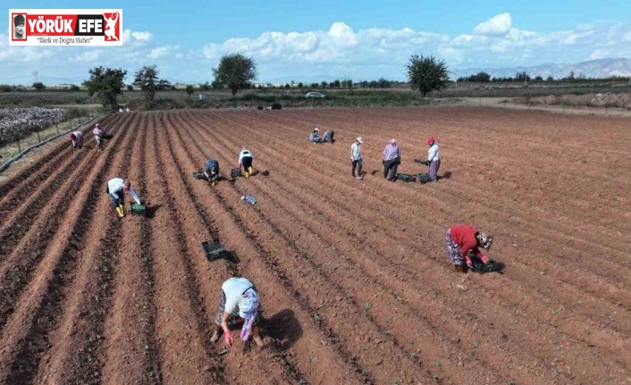 Efeler üretmeye devam ediyor