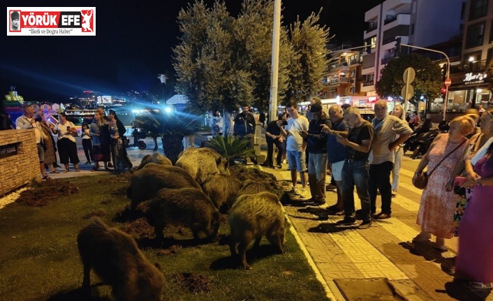 Kuşadası’nda merkeze yaban domuzları indi, o anlar kameraya yansıdı