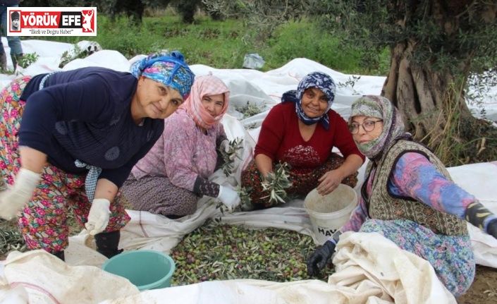 Sofralık zeytin üretiminin yüzde 10’unu Aydın karşılıyor