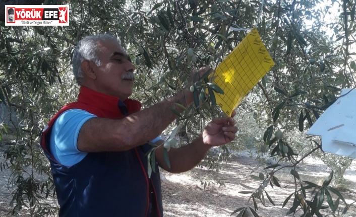 Söke’de zeytin sineği tuzağı kontrolleri sürüyor