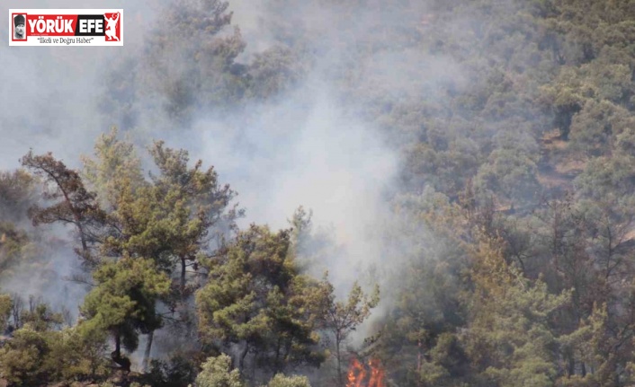 Zeytinlik yangının şüphelisi yakalandı