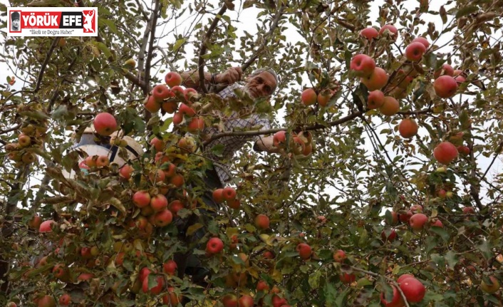 Aydın ve İzmir Yayları’nda  elma hasadı tamamlandı