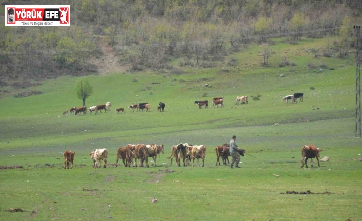 Aydın’da üreticilere hibe yem bitkisi tohumu dağıtılacak