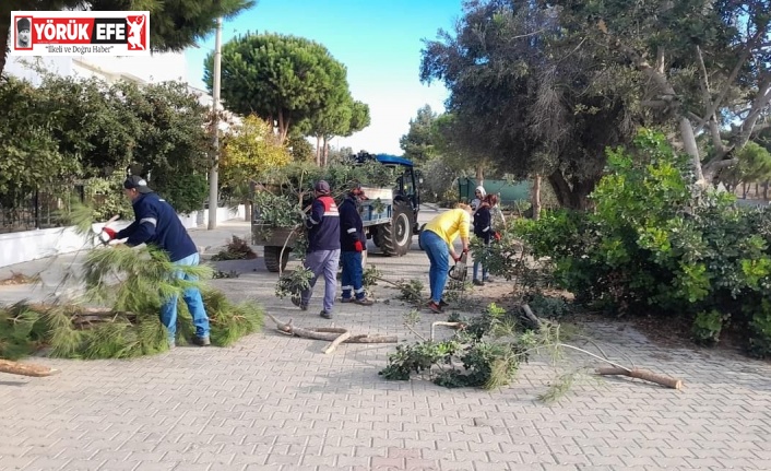 Didim’de ağaç budama çalışmaları sürüyor