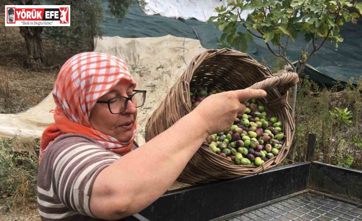 Günlük 3 bin liraya çalışacak zeytin işçisi bulunamıyor