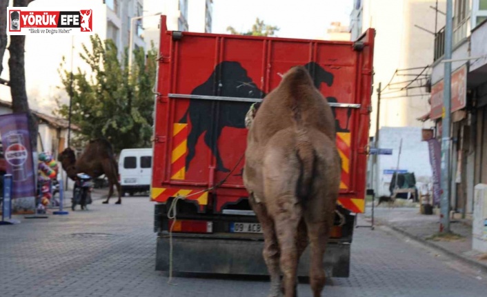 Küresel ısınma develerin de dengesini bozdu