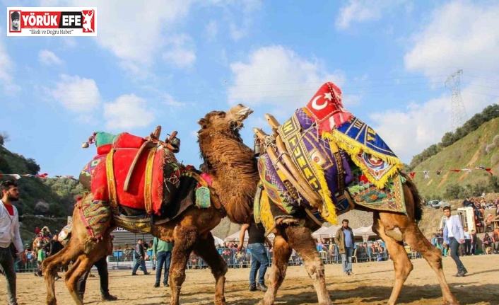 Kuyucak’ta deve güreşi şenlikleri yapılacak