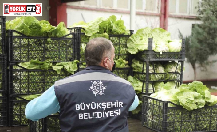 Tarlada kalan ürünleri Aydın Büyükşehir satın alacak