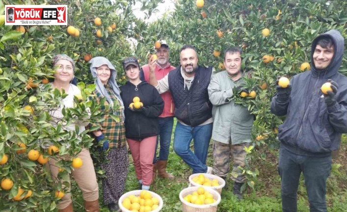 Aydın’da portakal üreticisi bu yıl umduğunu bulamadı