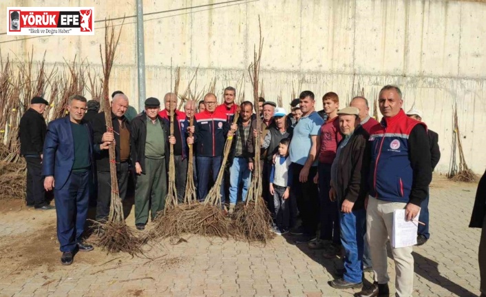 Aydın’da üreticilere kestane fidanı dağıtılıyor