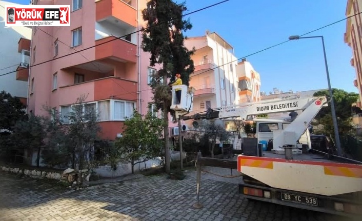 Didim Belediyesi ağaçların kış bakımlarını sürdürüyor