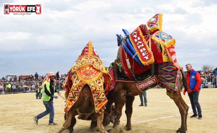 Efeler’deki deve güreşi festivali ertelendi