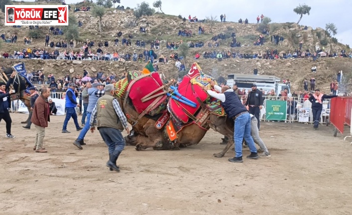 Koçarlı’da develer arenaya indi, şampiyonluk için güreşti