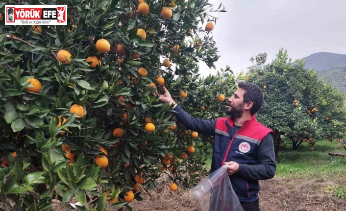 Koçarlı’da narenciye bahçeleri kontrol altında