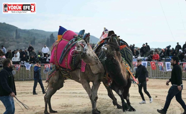 Kuşadası’nda deve güreşi festivali renkli görüntülere sahne oldu