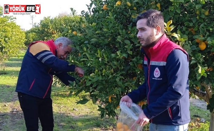 Narenciyede numune alımları sürüyor