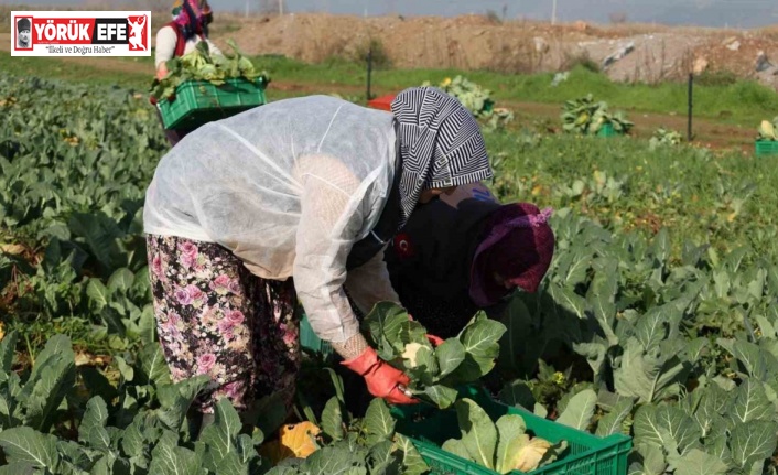 Efeler Belediyesi’nin karnabaharları hasat edildi