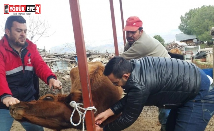 Koçarlı’da hayvan sağlığı çalışmaları sürüyor