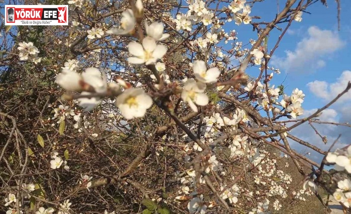 Kuşadası’nda bahar erken geldi