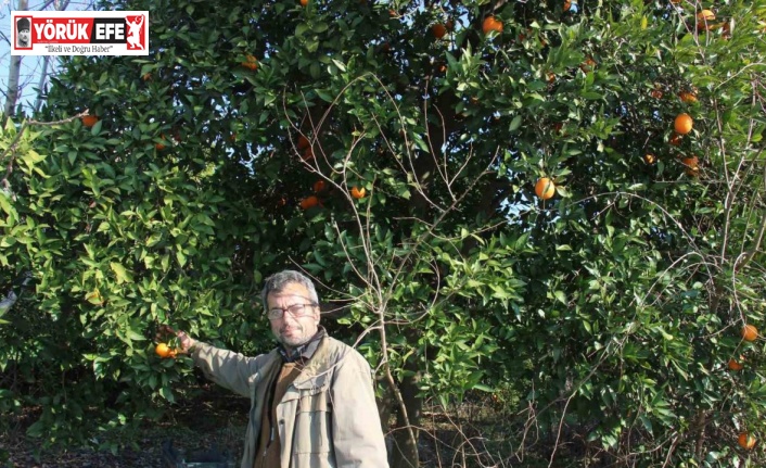 Narenciye dalında kaldı