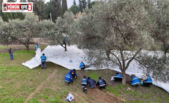 Nazilli Belediyesi’nden zeytin hasadı