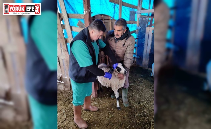 Söke’de küçükbaş hayvanların aşılanması devam ediyor