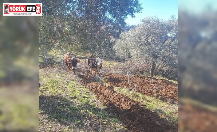 Teknolojinin işlemediği Aydın dağlarında çiftçilerin zorlu mesaisi erken başladı