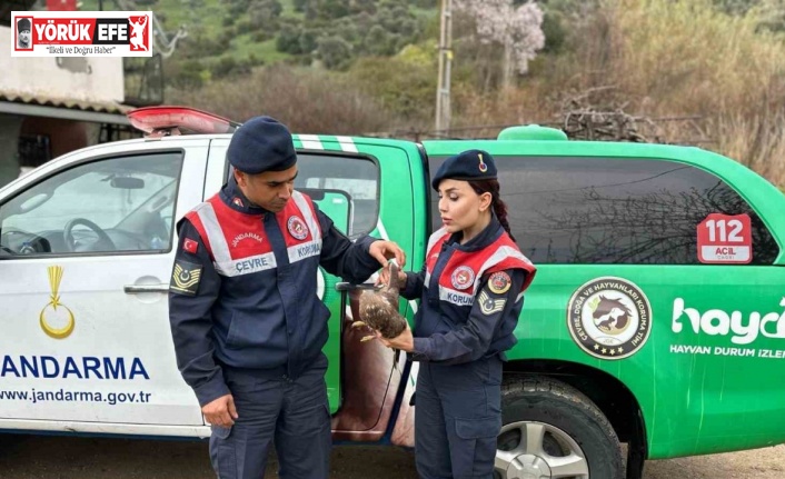 Aydın’da Kızıl Şahin yaralı halde bulundu